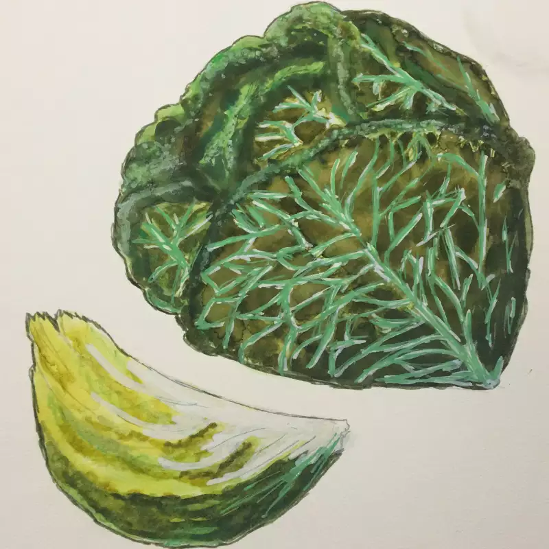 book illustrations artwork cabbage