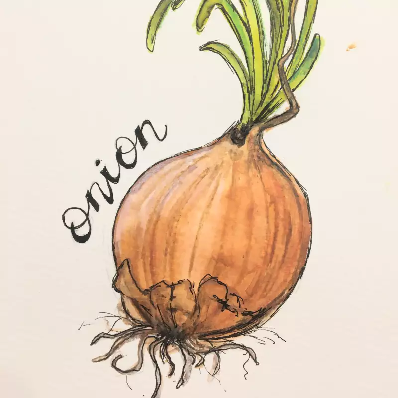 book illustrations artwork onions