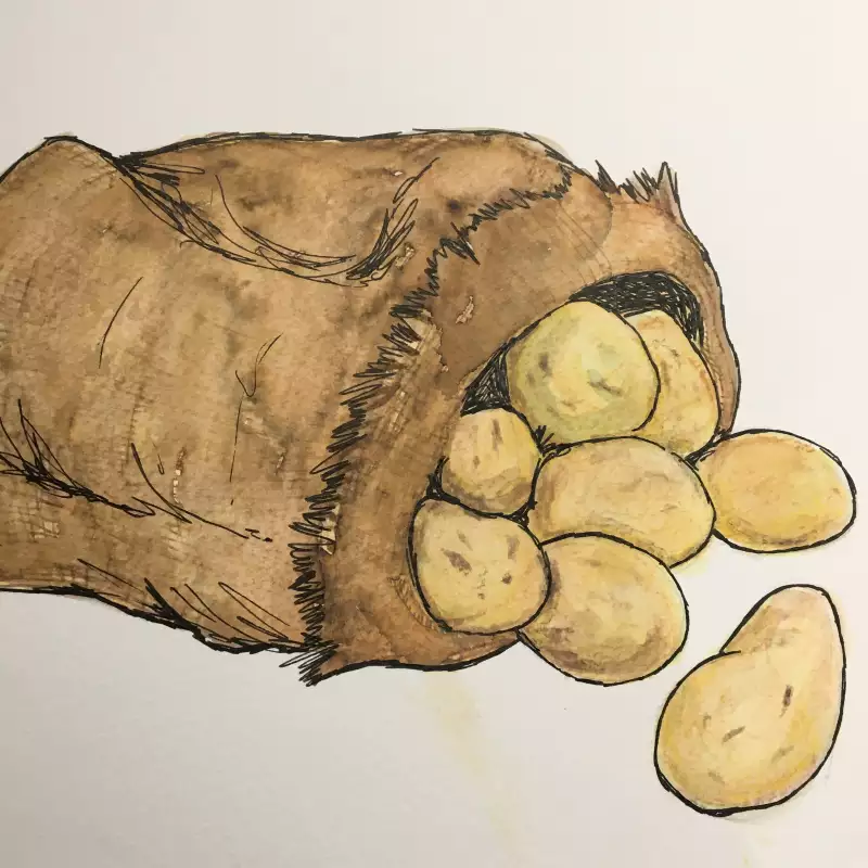 book illustrations artwork potato